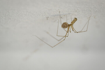 Long-legged cellar spider with eggs on a white ceiling. 
