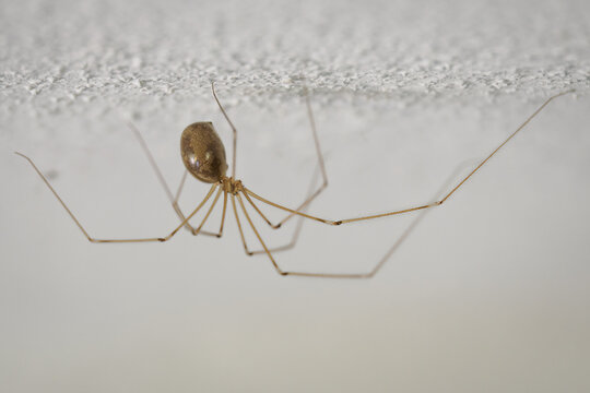 Long-legged cellar spider on a white ceiling.