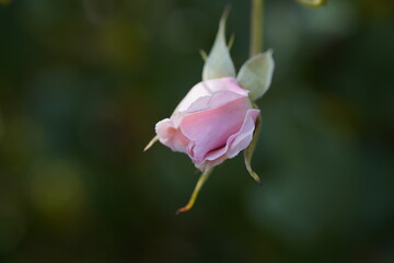 quantum Cambridge valentine roses on different scales and with macro photography