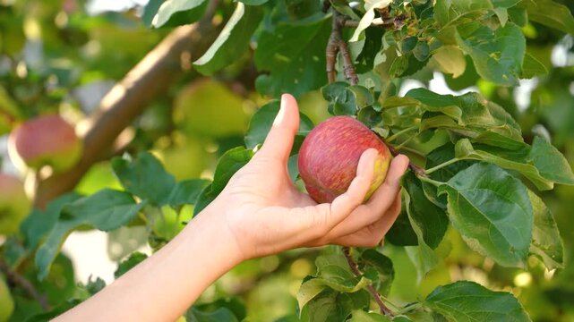 Slow motion shot of a woman's hand plucking a red apple fruit