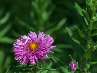 Macro shot of a purple aster flower.