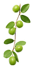 Kakadu plum fruit with leaf isolated on transparent white background, clipping path