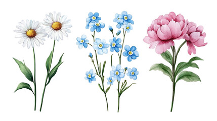 Watercolor illustration of white daisies, pink peonies, and forget-me-nots isolated on transparent background 