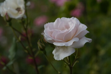 quantum Cambridge valentine roses on different scales and with macro photography