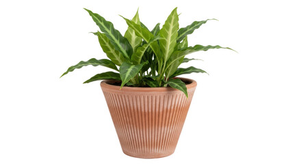 Isolated Prayer Plant in Pot