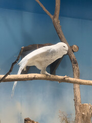 Snowy owl stepping forward on a branch in an indoor enclosure with a soft blue background
