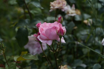 quantum Cambridge valentine roses on different scales and with macro photography