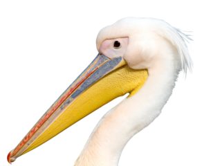 Pelican with beak pouch visible, isolated PNG