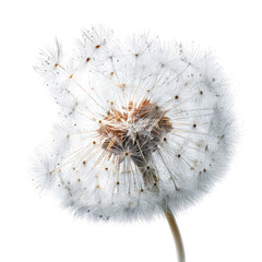 Close-up of a delicate, dried flower head