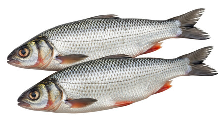 Isolated Silver Fish