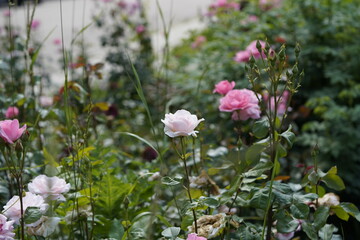 quantum Cambridge valentine roses on different scales and with macro photography
