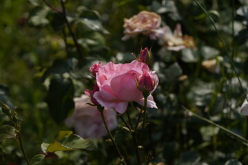 quantum Cambridge valentine roses on different scales and with macro photography