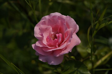 quantum Cambridge valentine roses on different scales and with macro photography