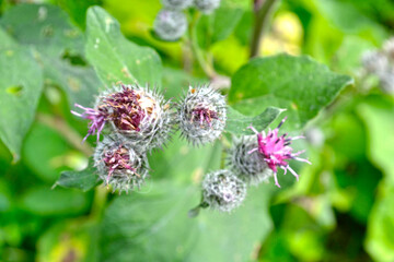 burdock (Arctium lappa) blooms with purple flowers