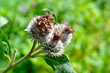 burdock (Arctium lappa) blooms with purple flowers