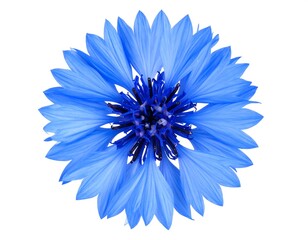Vibrant blue flower close-up