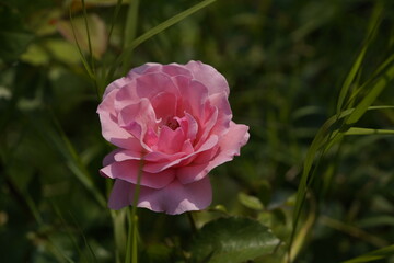 quantum Cambridge valentine roses on different scales and with macro photography