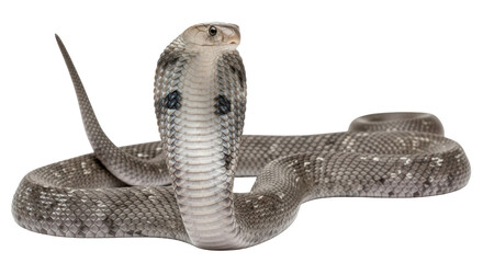 Isolated Cobra snake in defensive position