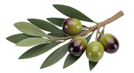 Isolated Olives on a Branch
