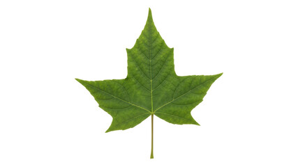 Isolated Maple Leaf