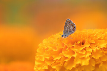 Delicate Butterfly on a Bright Marigold Bloom
