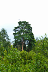 pine trees against the background of a bright sky in summer in the Russian forest
