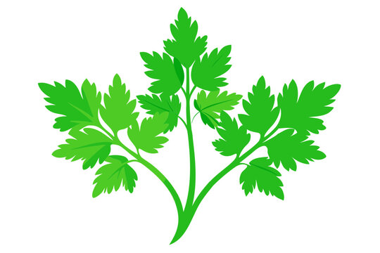 green parsley leaves on white background clip art preview