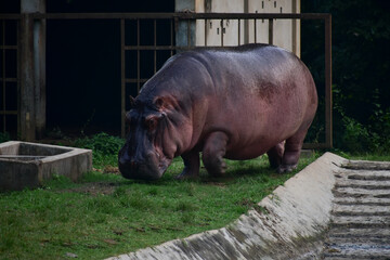 A massive hippopotamus with wet skin grazes on lush green grass