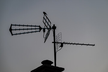 Silhouette of a small bird perched on an antenna. 
