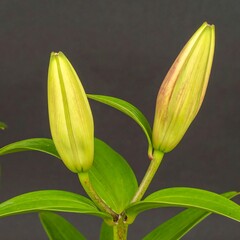 Obraz premium Close-up of two lily buds