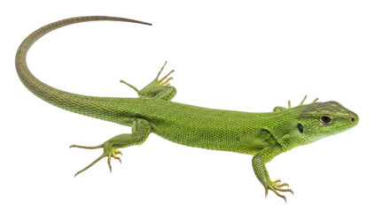 Isolated Green Lizard