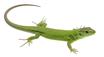 Isolated Green Lizard