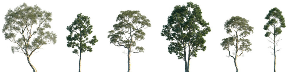 Set of Eucalyptus amygdalina and Eucalyptus globulus frontal isolated png in sunny daylight on a transparent background perfectly cutout