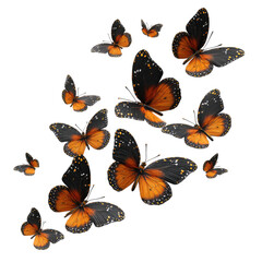 A cluster of orange and black butterflies in flight against a black background