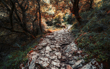 Ancient cobblestone hiking trail winds through a dense, colorful forest with vivid autumn foliage and dramatic lighting, evoking a mystical, enchanted atmosphere in the wilderness