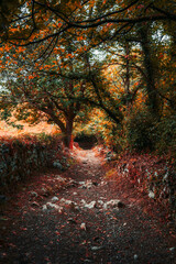 Picturesque autumn forest trail on the Camino de Santiago, surrounded by vibrant orange foliage, moss-covered trees, and a rocky path leading through peaceful nature and ancient stone walls