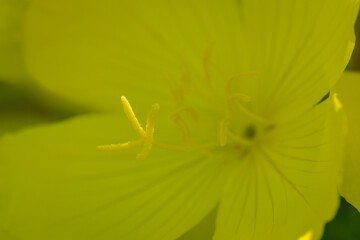 Close-up of a pistil with four parts from a yellow flower. 
