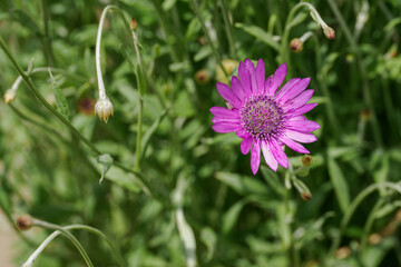 Light purple strawflower blooming outdoors on the plant. 

