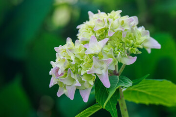 Green hydrangea flower with a pinkish edge and green leaves. 
