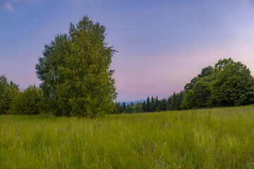 landscape with trees