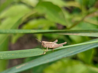 A tiny brown grasshopper on a green leaf.