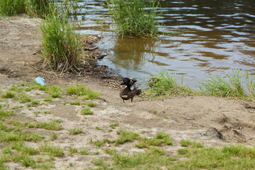 Ducks can be seen by the Waters Edge, creating a lovely scene in a beautiful Natural Landscape