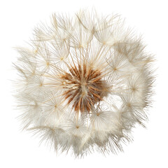 Close-up of a dried flower head.  White fluffy seeds