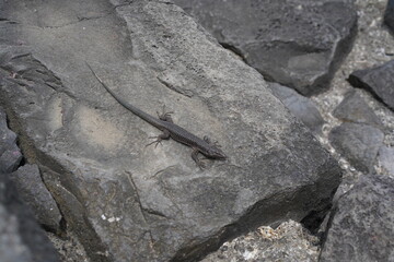 Lizard basking on rocky surface in coastal habitat during daytime
