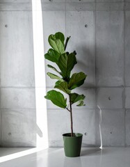 Fiddle Leaf Fig Plant in Green Pot Against Concrete Wall with Sunlight Indoor