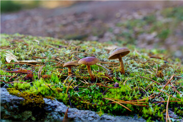 Wild mushrooms growing in Østmarka forest near Oslo, Norway