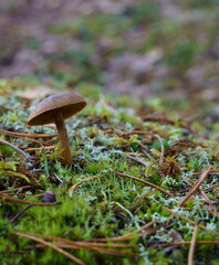 Wild mushrooms growing in Østmarka forest near Oslo, Norway
