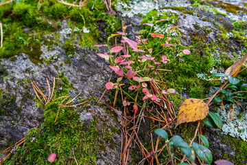 Colorful ground vegetation on mossy rock in &Oslash;stmarka, Norway