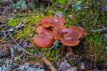 Large wild mushrooms on mossy forest floor in Østmarka, Norway