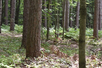 La Plaine 31 Juillet 2025